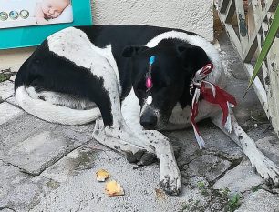Πειραιάς: Σκύλος βρέθηκε με ψεύτικα νύχια κολλημένα στο κεφάλι & κορδέλα σφιχτά δεμένη στον λαιμό (βίντεο)