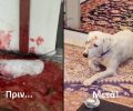 Υιοθέτησαν τον σκύλο που κάποιος κοπάνησε με τσεκούρι στο κεφάλι στην Πλύτρα Λακωνίας