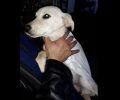 Με φόλες και καραμπίνες εξοντώνουν αδέσποτα σκυλιά στο Πυθαγόρειο της Σάμου