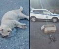 Κρήτη: Βρήκαν 4 γάτες νεκρές πιθανότατα δηλητηριασμένες με φόλες στο Ρέθυμνο