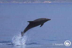 Ένα ελεύθερο ρινοδέλφινο διανύει καθημερινά χιλιάδες μίλια ενώ σ’ ένα δελφινάριο μόνο υποφέρει