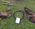 Ρόδος: Ποινή «χάδι» με αναστολή για κτηνοτρόφο που έβαλε φόλες για αλεπούδες στον Έμπωνα δηλητηρίασε σκύλο αλλά και άγρια πτηνά