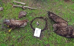 Ρόδος: Ποινή «χάδι» με αναστολή για κτηνοτρόφο που έβαλε φόλες για αλεπούδες στον Έμπωνα δηλητηρίασε σκύλο αλλά και άγρια πτηνά