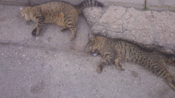 Με φόλες δηλητηριάζουν αδέσποτες γάτες και στη Σαλαμίνα