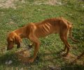 «Αστεία» ποινή & με αναστολή για παράνομο εκτροφέα που είχε σκελετωμένα 25 σκυλιά ράτσας Γκέκα στη Σαλαμίνα