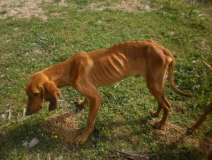 «Αστεία» ποινή & με αναστολή για παράνομο εκτροφέα που είχε σκελετωμένα 25 σκυλιά ράτσας Γκέκα στη Σαλαμίνα