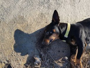 Με φόλες δηλητηριάζει αδέσποτα και οικόσιτα σκυλιά στο Πορί Σαντορίνης