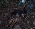 Φρικτός θάνατος από φόλες για πολλά σκυλιά στο Σιδηρόκαστρο Σερρών