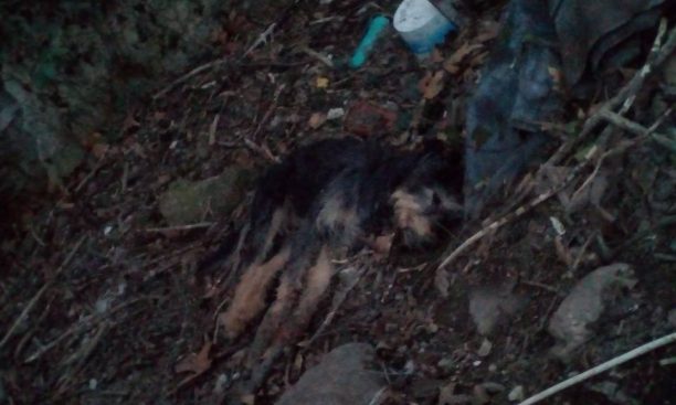 Φρικτός θάνατος από φόλες για πολλά σκυλιά στο Σιδηρόκαστρο Σερρών