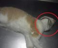 Γλυκά Νερά Αττικής: Έσωσαν τη γάτα που κάποιος κακοποίησε περνώντας στον λαιμό της σχάρα σιφονιού
