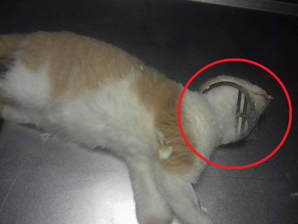 Γλυκά Νερά Αττικής: Έσωσαν τη γάτα που κάποιος κακοποίησε περνώντας στον λαιμό της σχάρα σιφονιού