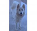 Βρέθηκε - Χάθηκε αρσενικός σκύλος ράτσας Σαμογιέντ στο Ηράκλειο Κρήτης