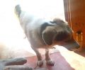 Χανιά: Αναζητεί τον σκύλο που του τον έκλεψαν στον Αποκόρωνα