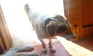 Χανιά: Αναζητεί τον σκύλο που του τον έκλεψαν στον Αποκόρωνα