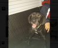 Βρέθηκε σκύλος στο Βασιλικό Εύβοιας