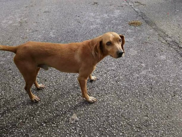 Βρέθηκε - Χάθηκε σκύλος στη Νέα Μάκρη Αττικής