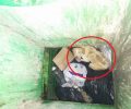 Σπερχογεία Μεσσηνίας: Δεν καταγγέλλουν τον άνδρα που πέταξε σκύλο σε κάδο ο οποίος τώρα βρέθηκε σοβαρά τραυματισμένος