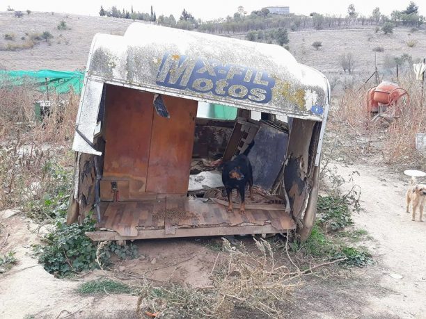 Στο Χειμάδι Λάρισας 31 σκυλιά της Αλεξάνδρας Σταματάκη περιμένουν αυτούς που θα τα σώσουν