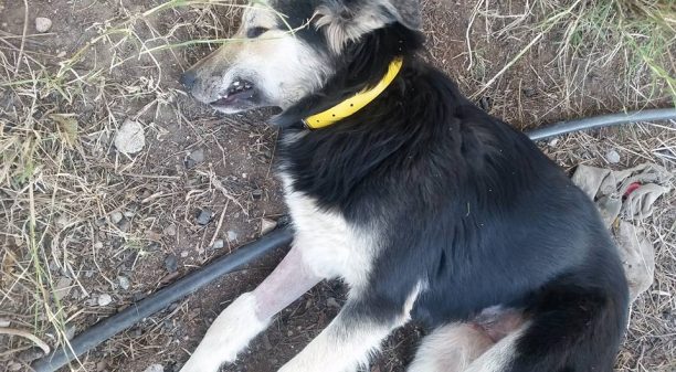 Με φόλες εξόντωσαν τουλάχιστον 7 σκυλιά στο Σχηματάρι Βοιωτίας