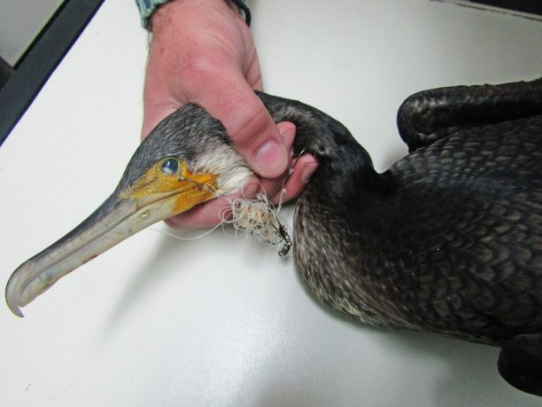 Κερατσίνι Αττικής: Βρήκαν τον θαλασσοκόρακα τραυματισμένο από αγκίστρια