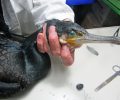 Ίλιον Αττικής: Βρήκε τον θαλασσοκόρακα τραυματισμένο από αγκίστρια στο Πάρκο Τρίτση