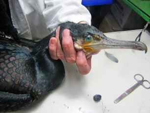 Ίλιον Αττικής: Βρήκε τον θαλασσοκόρακα τραυματισμένο από αγκίστρια στο Πάρκο Τρίτση