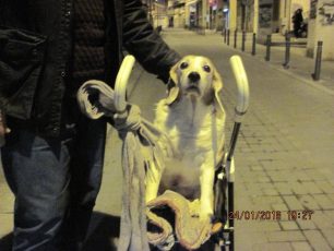 Θεσσαλονίκη: Βγάζει βόλτα τον παράλυτο σκύλο του με καροτσάκι για μωρά