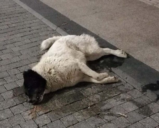 Αρκαδία: Άλλο ένα αδέσποτο σκυλί δηλητηριάστηκε από φόλες στην Τρίπολη