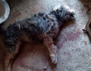 Τριπόταμος Ημαθίας: Με φόλες δηλητηρίασε τα αδέσποτα σκυλιά του χωριού (βίντεο)