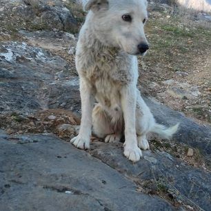 Λάρισα: Έσωσαν τον σκύλο που έπεσε σε γκρεμό στον Τύρναβο (βίντεο) 3 TyrnavosDiasosi2018 5