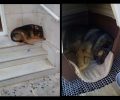Πειραιάς: Η αδέσποτη ηλικιωμένη σκυλίτσα βρήκε στέγη στο νοσοκομείο «Τζάνειο»
