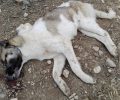 Βαθύλακκος Κοζάνης: Έριξε φόλες και δηλητηρίασε τον σκύλο στην αυλή του σπιτιού