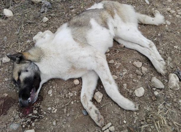 Βαθύλακκος Κοζάνης: Έριξε φόλες και δηλητηρίασε τον σκύλο στην αυλή του σπιτιού