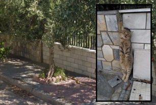 Μαγνησία: Βρήκαν τη γάτα νεκρή κρεμασμένη σε κάγκελο έξω από σπίτι στον Βόλο
