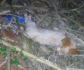 Βρήκε τον σκύλο του νεκρό πιθανότατα δηλητηριασμένο στο Βραχάτι Κορινθίας