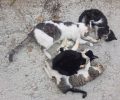 Λευκόπετρα Ξάνθης: Τουλάχιστον πέντε γάτες νεκρές από φόλες