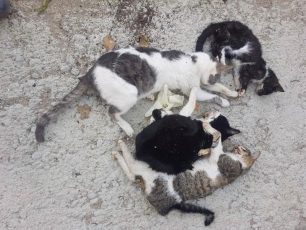 Λευκόπετρα Ξάνθης: Τουλάχιστον πέντε γάτες νεκρές από φόλες