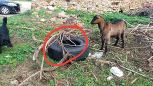 Χίος: Κατσίκα δεμένη - εκτεθειμένη στις καιρικές συνθήκες κακοποιείται συστηματικά από τον ιδιοκτήτη της στη Φάρκαινα