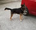 Βρέθηκε - Αναζητούν τον αδέσποτο σκύλο που φρόντιζαν στην Παλλήνη Αττικής