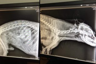 Ζάκυνθος: Συνελήφθη ο κυνηγός που πυροβόλησε και σκότωσε σκύλο στο Κοιλιωμένο
