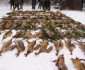Η εβδομάδα των αλεπούδων στη Γερμανία άρχισε και τελειώνει πάντα με τη μαζική δολοφονία τους