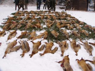 Η εβδομάδα των αλεπούδων στη Γερμανία άρχισε και τελειώνει πάντα με τη μαζική δολοφονία τους