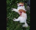 Ανθούσα Αττικής: Έχασαν τον σκύλο τους και τον βρήκαν νεκρό, πυροβολημένο