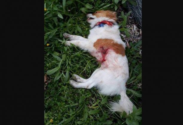 Ανθούσα Αττικής: Έχασαν τον σκύλο τους και τον βρήκαν νεκρό, πυροβολημένο