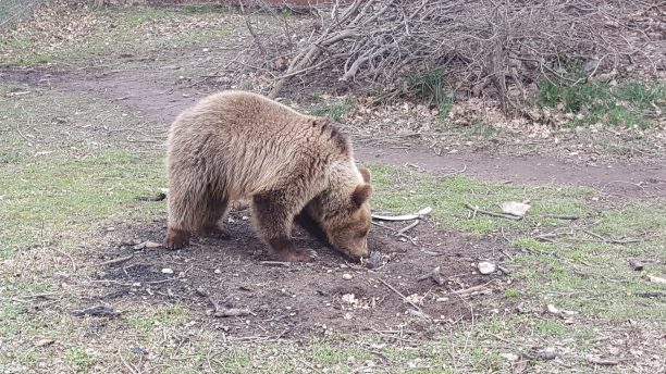 Στον ΑΡΚΤΟΥΡΟ στη Φλώρινα το αρκουδάκι από την Αλβανία που βρέθηκε αιχμάλωτο (βίντεο)