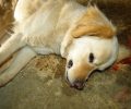 Άβδηρα Ξάνθης: Σκότωσε τον σκύλο μέσα στην αυλή του σπιτιού (βίντεο)