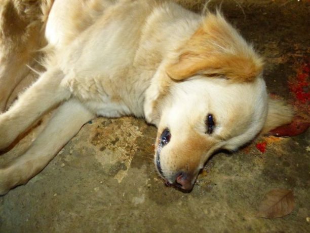 Άβδηρα Ξάνθης: Σκότωσε τον σκύλο μέσα στην αυλή του σπιτιού (βίντεο)