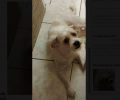 Χάθηκε άσπρος αρσενικός σκύλος στο Περιστέρι Αττικής