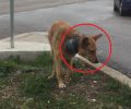 Αχινός Φθιώτιδας: Έκκληση για τη σωτηρία του σκύλου που «φοράει» περιλαίμιο – σωλήνα
