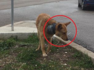 Αχινός Φθιώτιδας: Έκκληση για τη σωτηρία του σκύλου που «φοράει» περιλαίμιο – σωλήνα